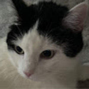 Meet your Posher, Annie